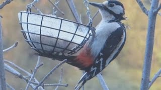 Buntspechte an der Futterstation Ruf Gesang Stimme Great Spotted Woodpecker [upl. by Copp]