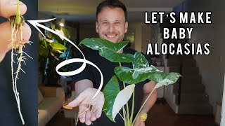 THE BEST WAY TO PROPAGATE ALOCASIAS  growing Alocasias from corms [upl. by Ackerley]