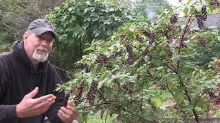 5 SURprising Things About Pokeweed [upl. by Asusej]