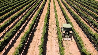 Effortless Weed Management On A Texas Vineyard [upl. by Georgeanna]