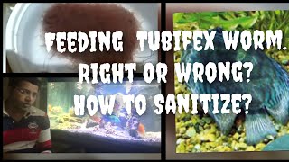 Feeding Live Tubifex WormRight or WrongHow to Sanitize Tubifex worm [upl. by Aenej]