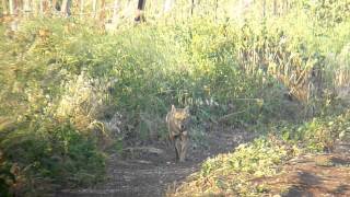 Szakal złocisty Canis aureus  Golden jackal [upl. by Donetta923]