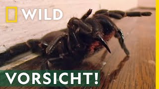 Das ist die giftigste Spinne der Welt  Mai mit Biss [upl. by Mireille]