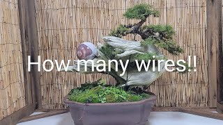 Picea Tanuki Style Bonsai Part1 removing wires [upl. by Zehcnas]