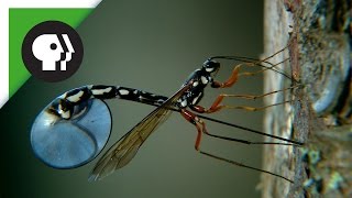 Wasp Deposits Parasitic Larvae Deep Inside Tree Trunk [upl. by Fitting]