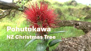 Pohutukawa Metrosideros excelsa Identification [upl. by Enovahs275]