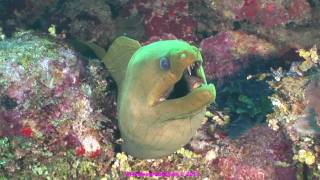 253 Chiminea dive Xcalak Mexico [upl. by Ethben835]