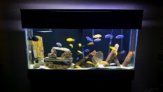 Mbuna Aquarium Setup  Gorgeous African Cichlid Aquarium [upl. by Renee]