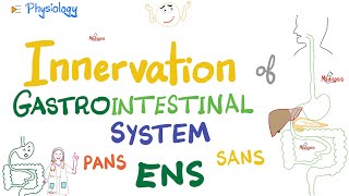 Enteric Nervous System ENS  Myenteric Submucosal plexus  GI Innervation  Nerve Supply of GIT [upl. by Ttihw]