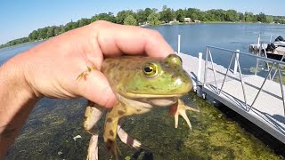 Kids Catching bullfrogs [upl. by Zenas]