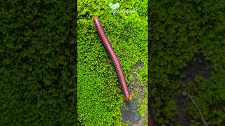 Wait Count Legs❓🐛🪱 Choo Choo😮🥺 Train Insect🚂😯 Millipede Train Worms ASMR 🌱Animal Arthropoda asmr [upl. by Camille826]