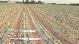 Colección audiovisual sobre Horticultura LECHUGA [upl. by Isayg862]