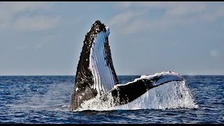 Baleia Jubarte Brasil Humpback Whale ABROLHOS Ballena Jorobada [upl. by Kerrin]