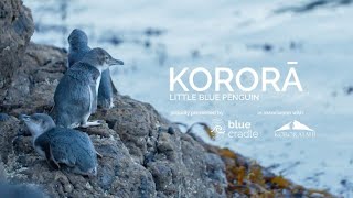 Kororā Little Blue Penguin  Documentary  RNZ [upl. by Ysirhc546]