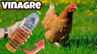 APLICA VINAGRE en el Agua de tus GALLINAS o Aves de CORRAL y me querrás dar las gracias  POLLOS [upl. by Orgalim]