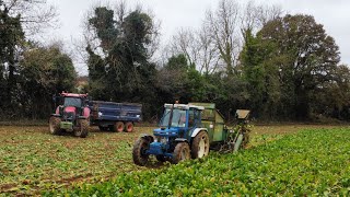 LIFTING 200 TON OF FODDER BEET 1 ROW AT A TIME  Ford 7610 amp Armer Salmon Cheetah Single Row Lifter [upl. by Mathis925]