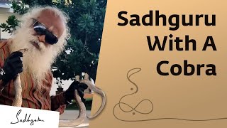 Sadhguru with a cobra on Nag Panchami  Shorts [upl. by Ebbarta94]