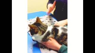 How to tablet your cat and how to apply a spot on fleawormer [upl. by Solrak]