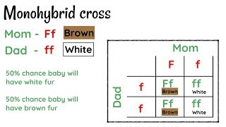 Inheritance Punnet Square Genetic Crosses Overview of all inheritance for Alevel Biology [upl. by Hans]