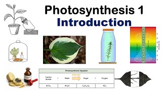 Photosynthesis 1  Introduction  Van Niel  Ingenhousz Von Sachs Engelmann  Dr Ghanshyam Jangid [upl. by Eigriv]