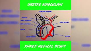 Anatomie de luretre chez lhomme [upl. by Gettings710]