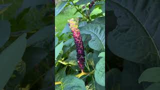 Pokeberry 😍pokeweed American phytolacca pokeweed pokeberry berry nature shortvideo [upl. by Nivar850]