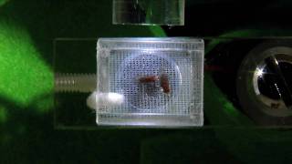 Drosophila Courtship Song  Genetics  University of Leicester [upl. by Schiffman]