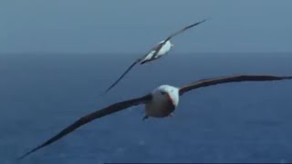 Endangered Wandering Albatross  Saving Planet Earth Albatross  BBC Earth [upl. by Adnah158]