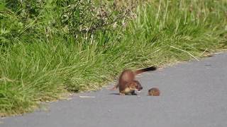 Vroege Vogels  Hermelijn speelt met muis [upl. by Bram]