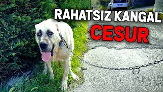 RAHATSIZ KANGAL CESUR İLE ORMAN TURU  yasak bölge [upl. by Ronaele]