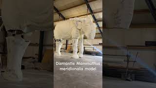 Dismantle a huge sculpture of Mammuthus meridionalis mammoth taxidermy Mammuthus meridionalis [upl. by Featherstone616]