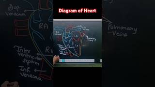 Structure of Heart how to draw Heart diagram biology neet boardexam shorts viralshorts [upl. by Ydennek685]