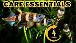 Clown Killifish Care Guide In UNDER 4 Minute [upl. by Rena]