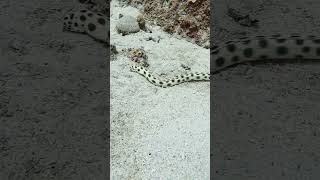 Hunting snake eel divingmauritius scubadivingadventures adventuresport eel snakeeel [upl. by Haroppizt]