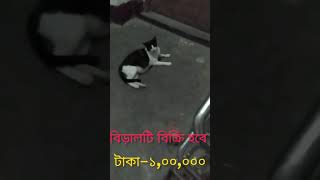 Cat sale Hatirpool Dhaka 01821194325 [upl. by Stacey25]