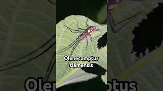 Olenecamptus siamensis insects nature forest wildlife viralvideo youtube ytshorts cambodia [upl. by Brandais446]