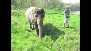 Anne the Elephant Enjoys a Walk [upl. by Franza]