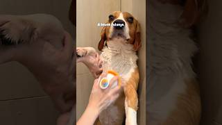 Review shower head amp handuk untuk anjing [upl. by Zachery]