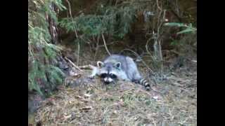 Waschbär mit zentralnervösen Störungen [upl. by Tur]