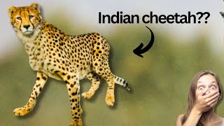 The Race to restore the Indian cheetah after extinction [upl. by Ojyram547]