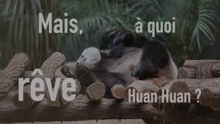 Mais à quoi rêve Huan Huan [upl. by Solita518]