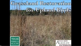 Grassland Restoration for Upland Birds [upl. by Kittie]