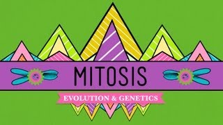 Mitosis Splitting Up is Complicated  Crash Course Biology 12 [upl. by Elocn817]