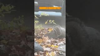 Squirrels playing in the leaves squirrel cute [upl. by Certie516]