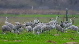 2324  Part 3 Merced National Wildlife Refuge Sandhill cranes and Snow Geese [upl. by Nnaid]