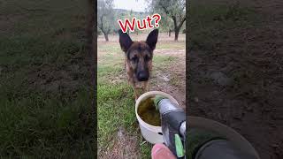 Dog VS Water Hose Jet Roulette [upl. by Terag]