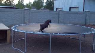 Baby Goat discovers trampoline [upl. by Koran]