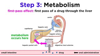 Pharmacokinetics How Drugs Move Through the Body [upl. by Arleyne848]