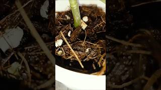 Separating Crassula ovata In Different Pots plants trending crassulaovata indoorplants ytshorts [upl. by Yruj]