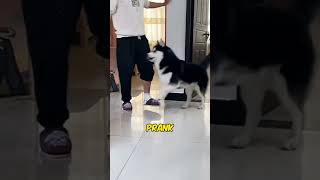 THIS DOG MADE FUN OF HIS OWNER 🤯 [upl. by Halas629]